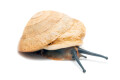Caracolus sagemon Cuba albino shell adult